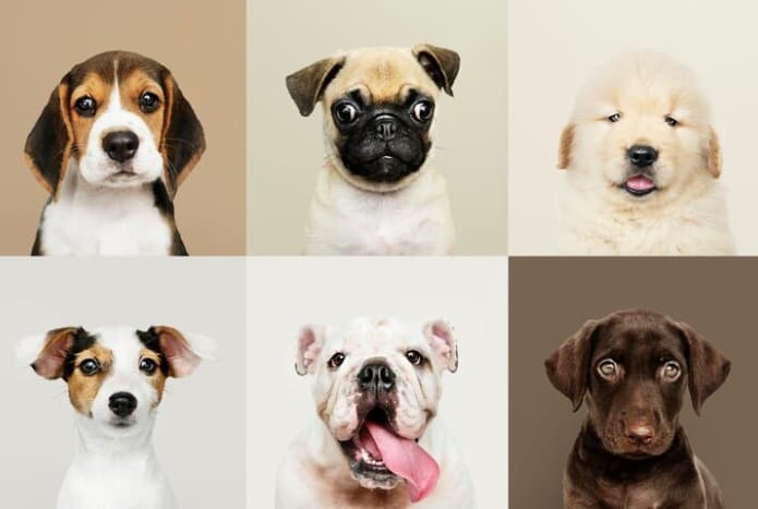 Guía Definitiva - Las 15 Mejores Razas de Perros para Apartamento y Ciudad 1 Imagen con algunas de las mejores razas de perros para apartamento