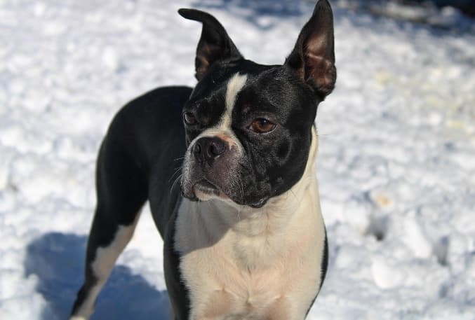 Guía Definitiva - Las 15 Mejores Razas de Perros para Apartamento y Ciudad 3 Picsart 25 12 16 20 20 36 294 1