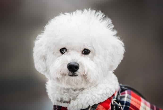 Bichón Maltés en la Ciudad: La Guía Definitiva de Esta Raza Hipoalergénica 1 Picsart 25 12 16 21 51 56 514 1