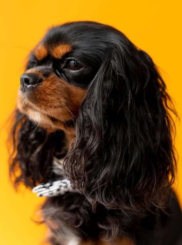 Cavalier King Charles: El Perro de Apartamento por Excelencia 1 Picsart 26 02 04 10 46 43 433