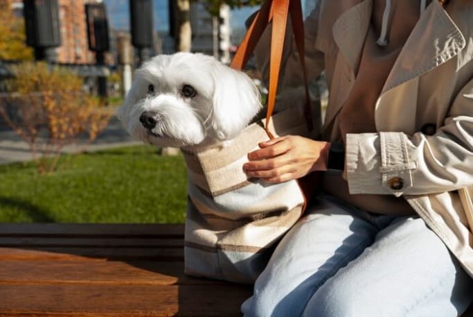 Bichón Maltés en la Ciudad: La Guía Definitiva de Esta Raza Hipoalergénica 2 Picsart 26 01 17 19 05 08 838