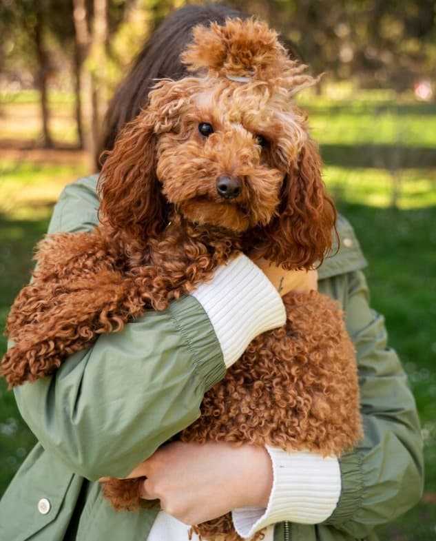 Caniche Toy para Apartamento: La Raza Inteligente 2 Picsart 26 01 23 17 33 55 954