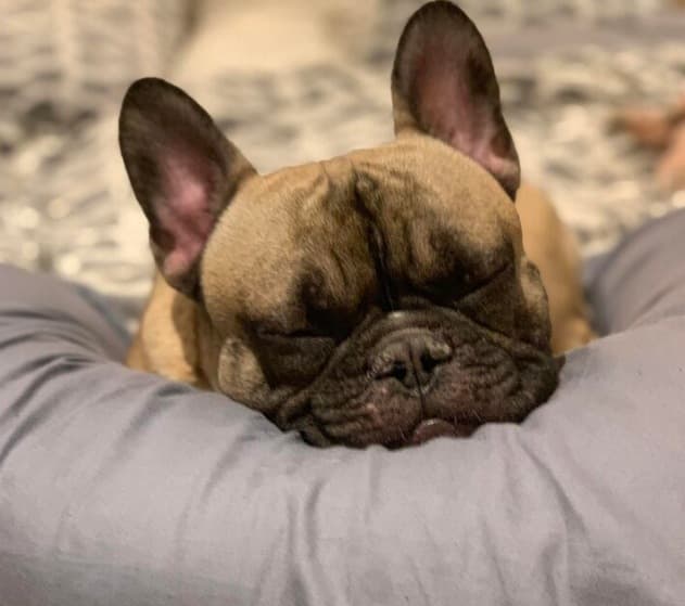 French Bulldog Ronca Mucho: ¿Es Normal? Soluciones Prácticas 1 Picsart 26 01 24 21 25 08 616