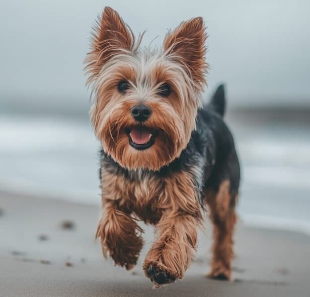Yorkshire Terrier Urbano: Energía en Miniatura 3 Picsart 26 01 31 09 36 14 035