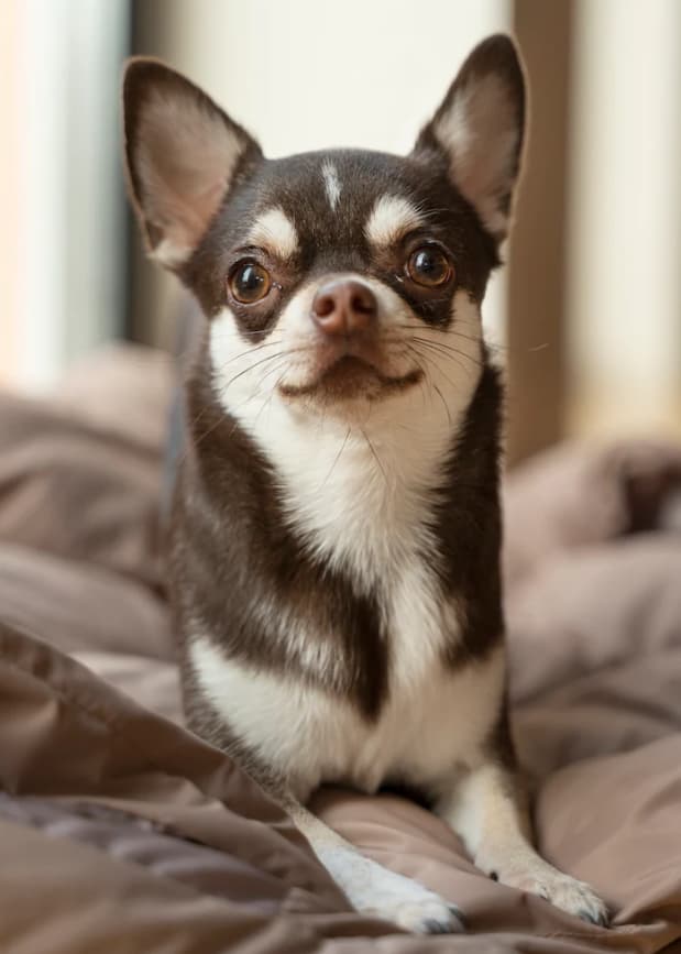 Mi Chihuahua Tiembla: ¿Frío, Miedo o Enfermedad? Guía Definitiva 1 Picsart 26 02 06 12 29 56 279