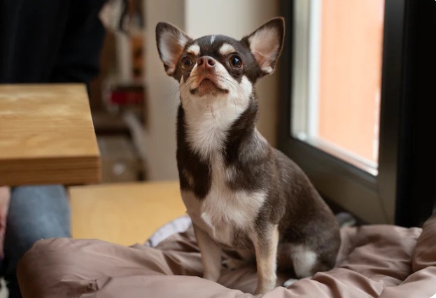 Chihuahua en la Ciudad: Guía para Dueños 3 Picsart 26 02 06 12 30 37 143