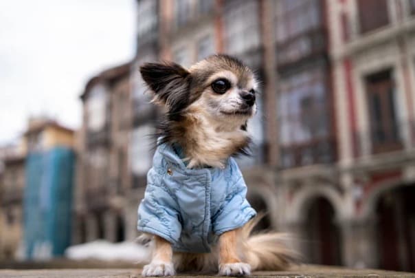 Un Chihuahua en la ciudad con una chaqueta mezclilla azul