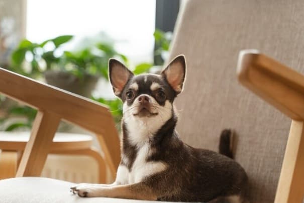 Chihuahua en la Ciudad: Guía para Dueños 2 Picsart 26 02 06 12 32 22 917