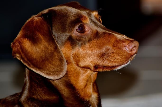 Perro Salchicha en Piso: Cuidados Especiales 3 Picsart 26 02 12 16 34 08 757