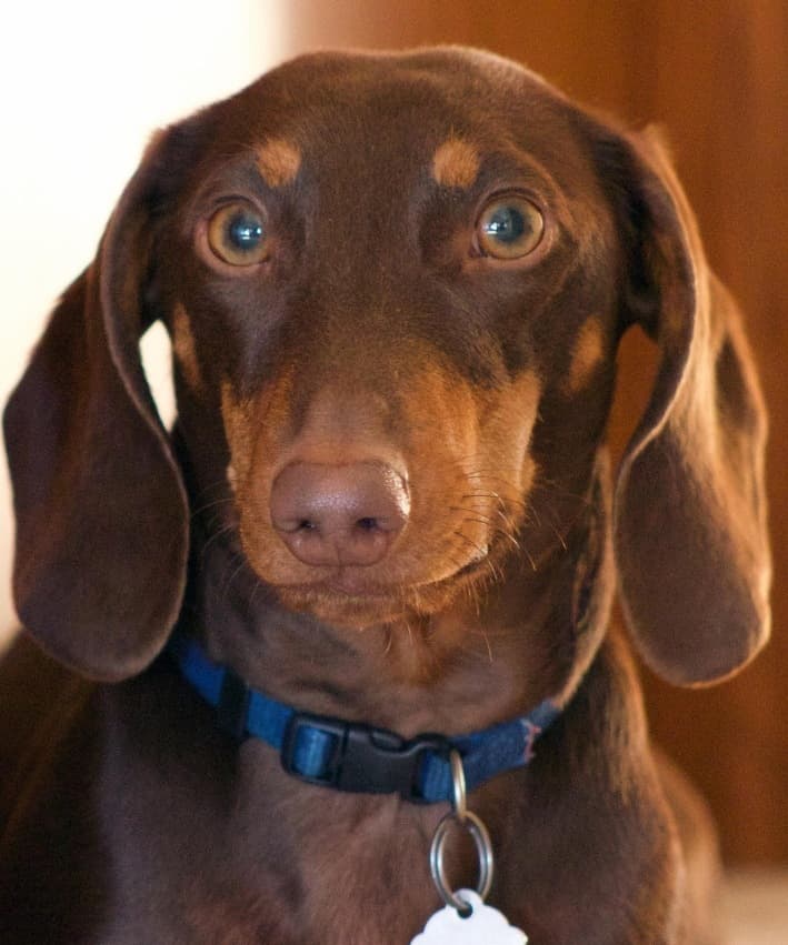 Perro Salchicha parado