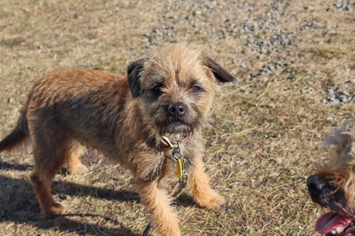 Border Terrier en Ciudad: Solo para Dueños Muy Activos 3 Picsart 26 02 15 12 29 07 860