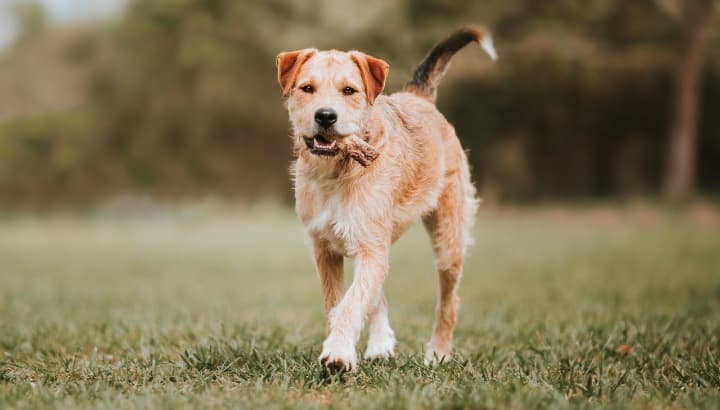 Border Terrier en Ciudad: Solo para Dueños Muy Activos 2 Picsart 26 02 15 12 32 09 207