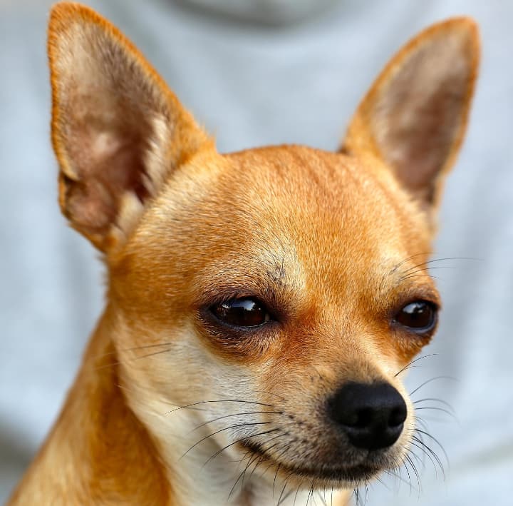 Mi Chihuahua Tiembla: ¿Frío, Miedo o Enfermedad? Guía Definitiva 3 Picsart 26 02 18 18 10 18 452