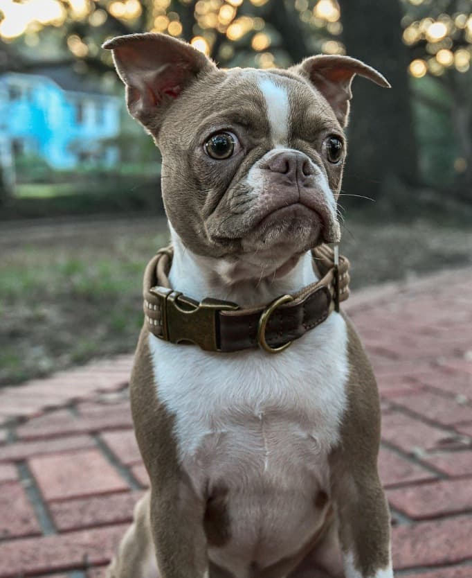 Razas de Perros Familiares que se Adaptan a Pisos: Guía Completa para Familias Urbanas 4 Picsart 25 12 16 20 21 25 287 1 1