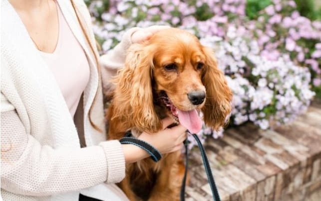 Razas de Perros Familiares que se Adaptan a Pisos: Guía Completa para Familias Urbanas 2 Picsart 26 02 04 10 49 25 746