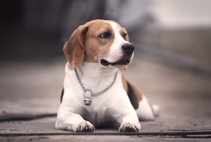 Razas de Perros Familiares que se Adaptan a Pisos: Guía Completa para Familias Urbanas 1 Picsart 26 04 26 14 02 36 598
